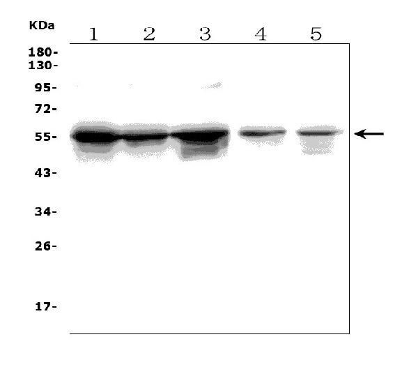 TRIM6 Antibody in Western Blot (WB)