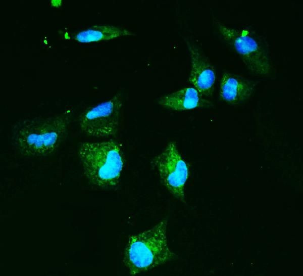 GLUT9 Antibody in Immunocytochemistry (ICC/IF)