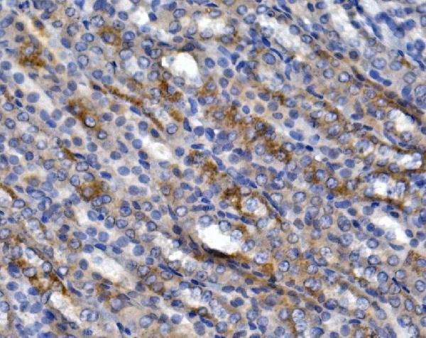 GLUT9 Antibody in Immunohistochemistry (Paraffin) (IHC (P))