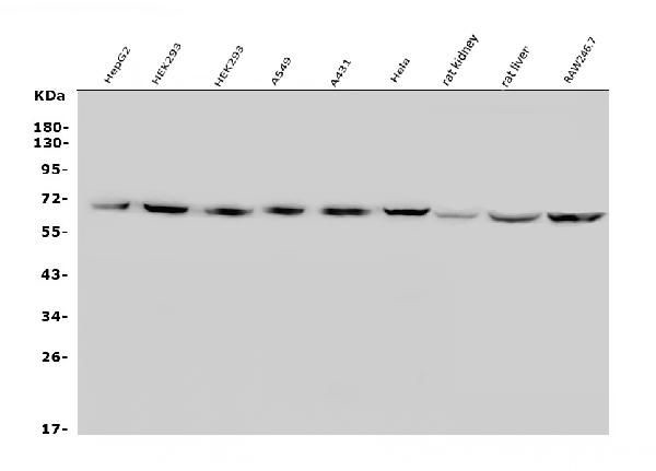 GLUT9 Antibody in Western Blot (WB)