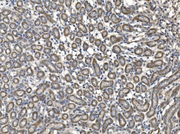 MFGE8 Antibody in Immunohistochemistry (Paraffin) (IHC (P))