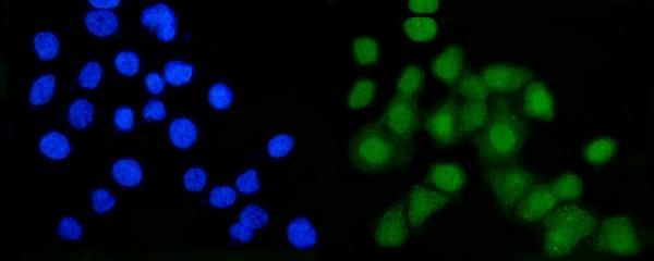 B-Myb Antibody in Immunocytochemistry (ICC/IF)