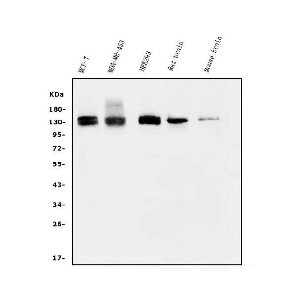 WWC1 Antibody in Western Blot (WB)