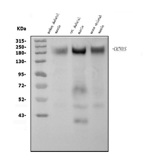 CaV1.1 Antibody in Western Blot (WB)