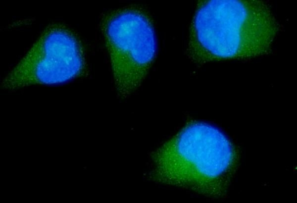 CDK5RAP2 Antibody in Immunocytochemistry (ICC/IF)