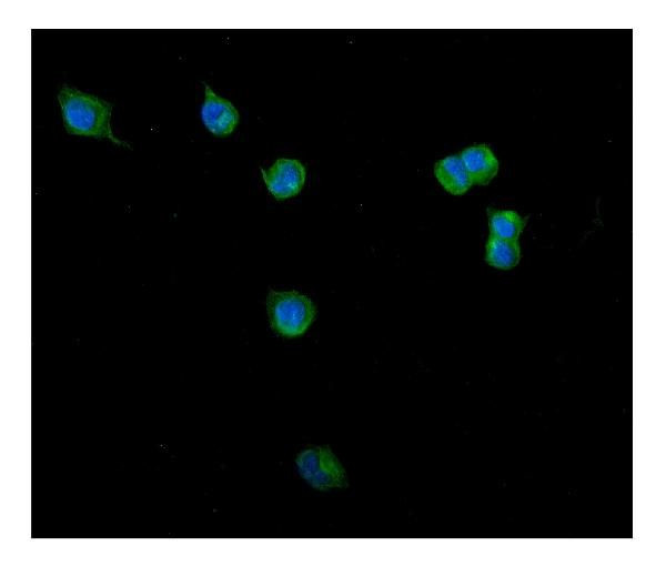 Clathrin Heavy Chain Antibody in Immunocytochemistry (ICC/IF)