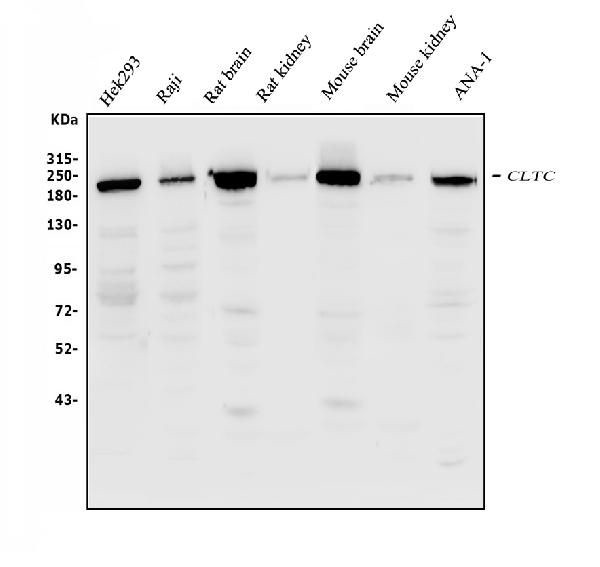 Clathrin Heavy Chain Antibody in Western Blot (WB)