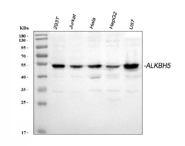 ALKBH5 Antibody in Western Blot (WB)