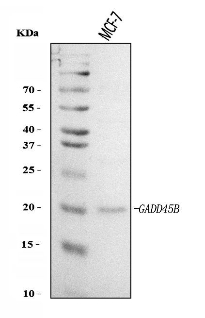 GADD45B Antibody in Western Blot (WB)