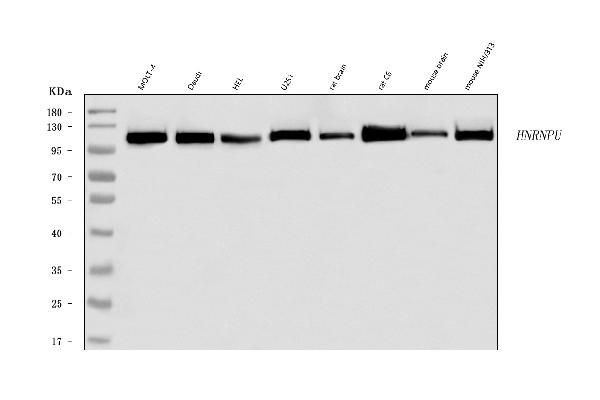 hnRNP U Antibody in Western Blot (WB)