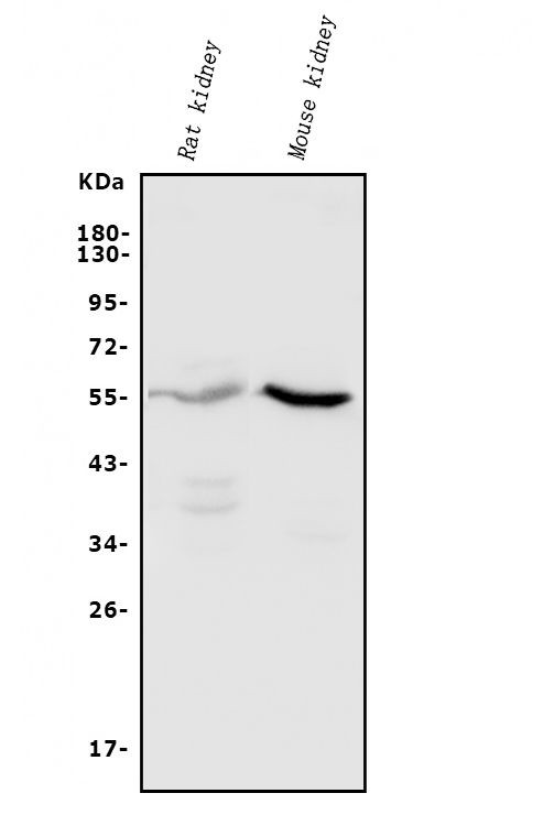 CYP11B1/CYP11B2 Antibody in Western Blot (WB)