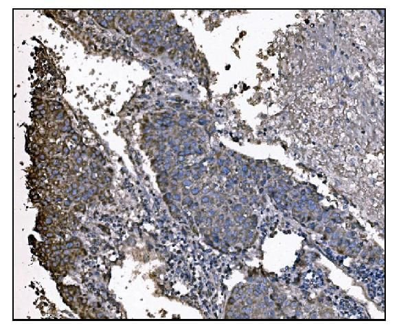 UGT1A3 Antibody in Immunohistochemistry (Paraffin) (IHC (P))