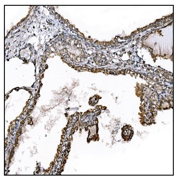 UGT1A3 Antibody in Immunohistochemistry (Paraffin) (IHC (P))