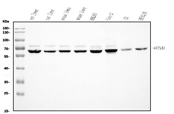 UGT1A3 Antibody in Western Blot (WB)