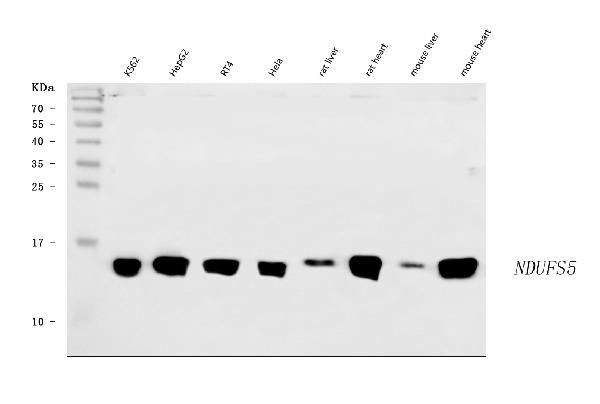 NDUFS5 Antibody in Western Blot (WB)