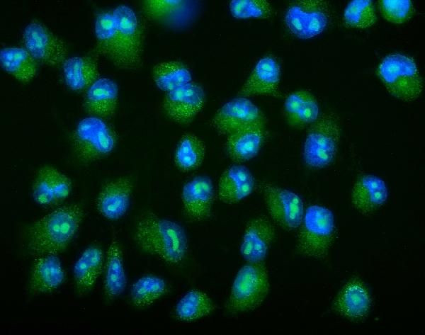 Galectin 2 Antibody in Immunocytochemistry (ICC/IF)