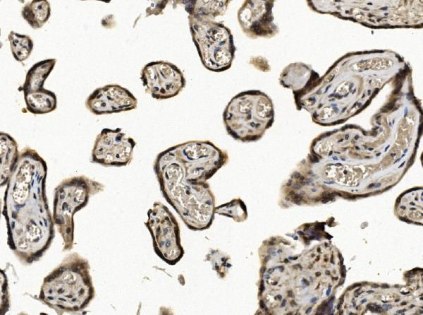 eIF1 Antibody in Immunohistochemistry (Paraffin) (IHC (P))