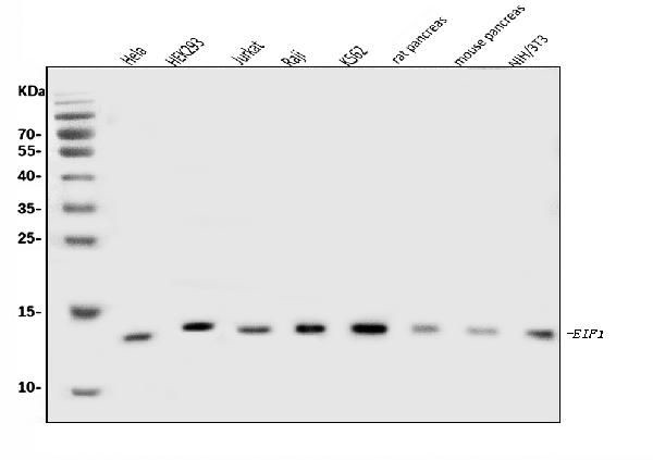 eIF1 Antibody in Western Blot (WB)