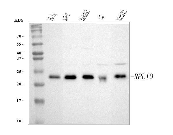 RPL10 Antibody in Western Blot (WB)