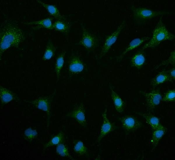 Contactin 1 Antibody in Immunocytochemistry (ICC/IF)