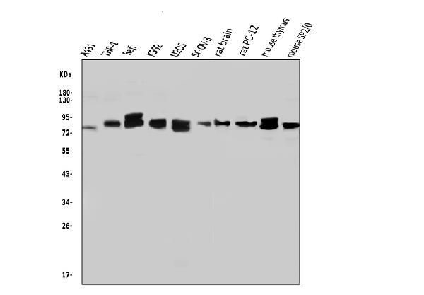 WAC Antibody in Western Blot (WB)