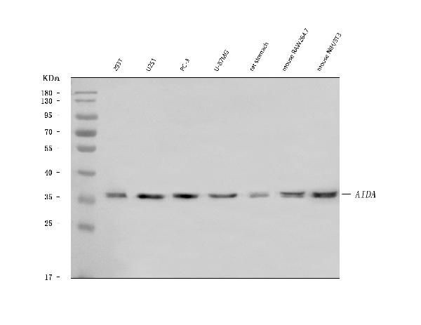 AIDA Antibody in Western Blot (WB)