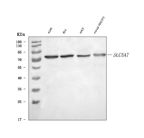 SLC5A7 Antibody in Western Blot (WB)