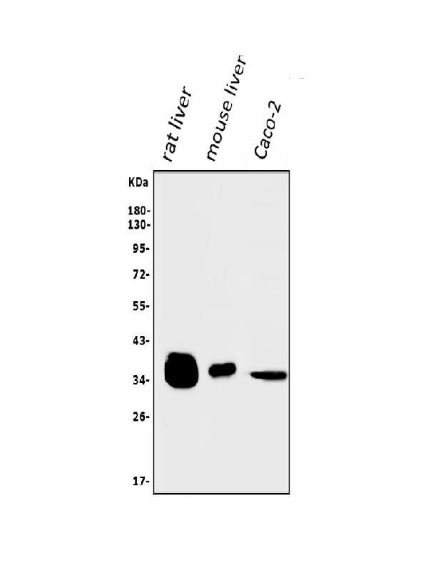 AKR1D1 Antibody in Western Blot (WB)