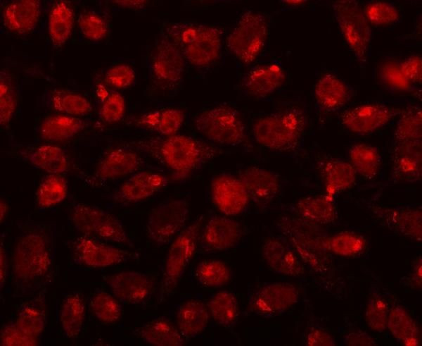 CDK13 Antibody in Immunocytochemistry (ICC/IF)