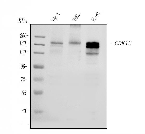 CDK13 Antibody in Western Blot (WB)