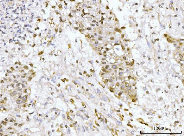 gp210 Antibody in Immunohistochemistry (Paraffin) (IHC (P))