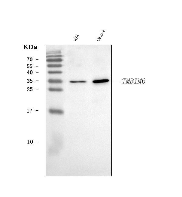 Bi-1 Antibody in Western Blot (WB)