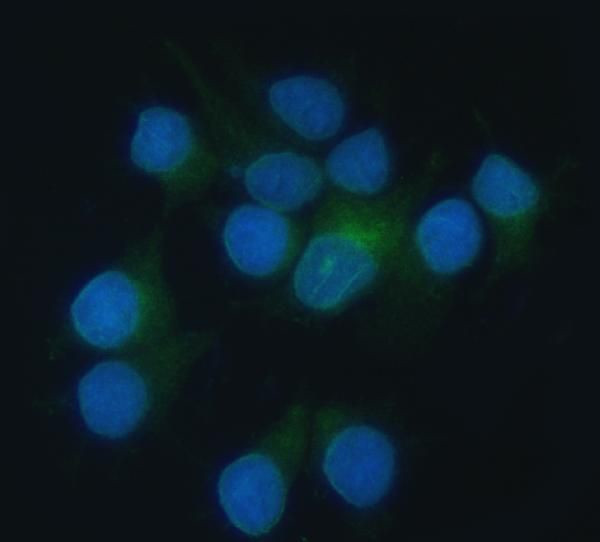 Heme oxygenase 2 Antibody in Immunocytochemistry (ICC/IF)