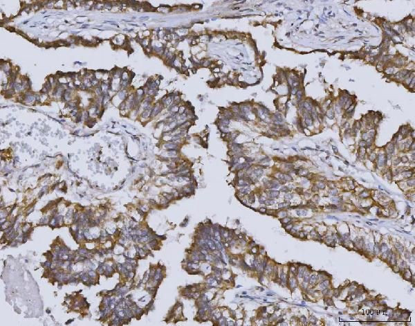 Heme oxygenase 2 Antibody in Immunohistochemistry (Paraffin) (IHC (P))