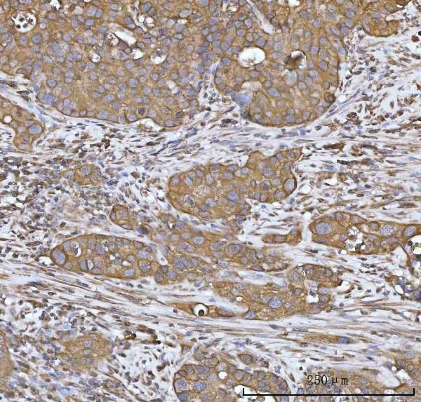 Heme oxygenase 2 Antibody in Immunohistochemistry (Paraffin) (IHC (P))