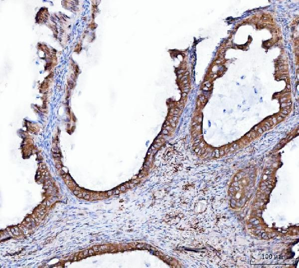 Heme oxygenase 2 Antibody in Immunohistochemistry (Paraffin) (IHC (P))