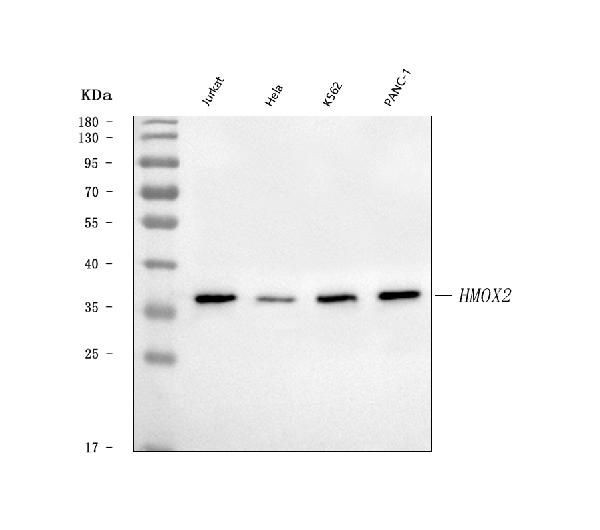 Heme oxygenase 2 Antibody in Western Blot (WB)