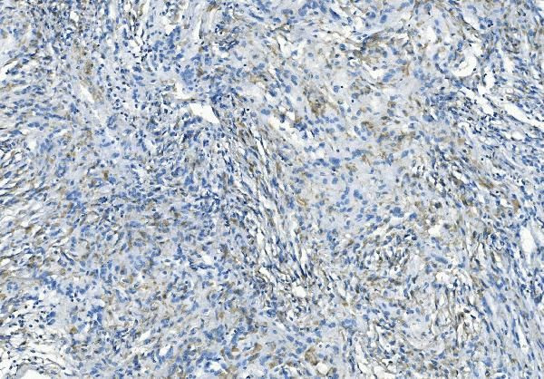 DNAJC6 Antibody in Immunohistochemistry (Paraffin) (IHC (P))