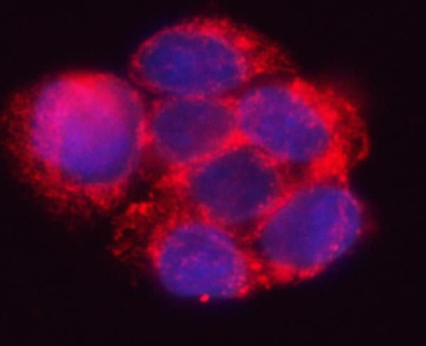 HSD17B7 Antibody in Immunocytochemistry (ICC/IF)