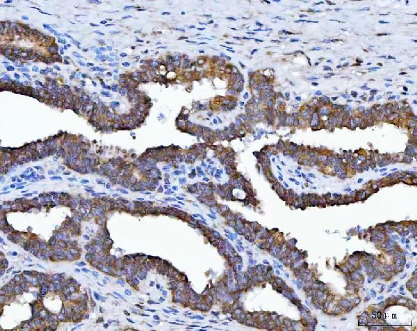 HSD17B7 Antibody in Immunohistochemistry (Paraffin) (IHC (P))