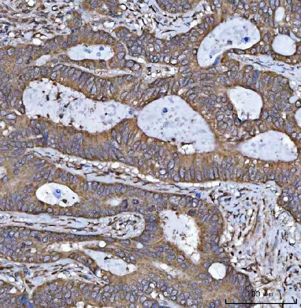 HSD17B7 Antibody in Immunohistochemistry (Paraffin) (IHC (P))