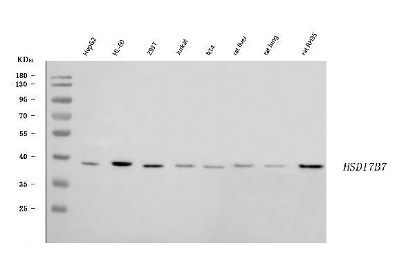 HSD17B7 Antibody in Western Blot (WB)