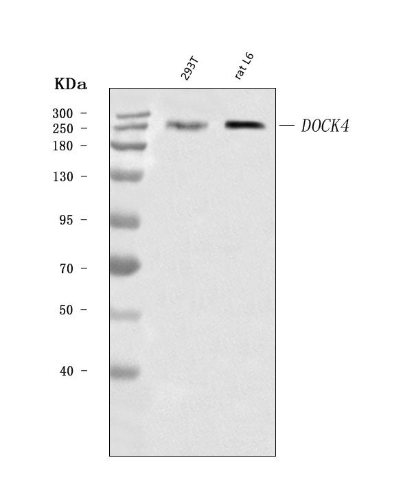 DOCK4 Antibody in Western Blot (WB)