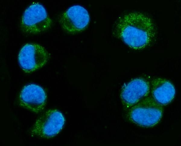 RHOT1 Antibody in Immunocytochemistry (ICC/IF)