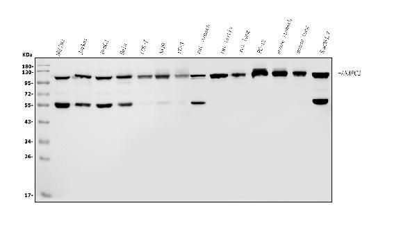 ANAPC2 Antibody in Western Blot (WB)