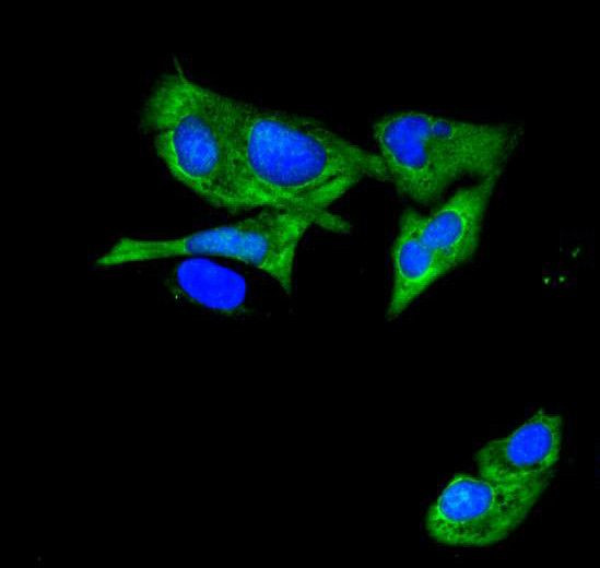 ATP11C Antibody in Immunocytochemistry (ICC/IF)