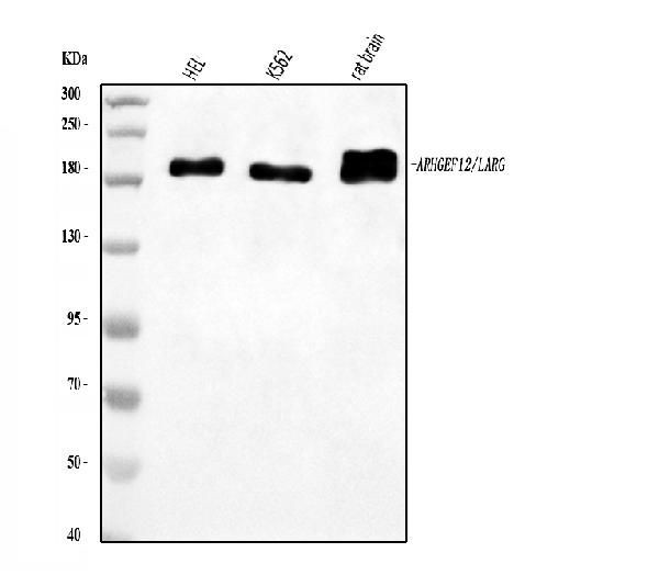 ARHGEF12 Antibody in Western Blot (WB)