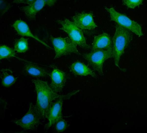 SMCR7L Antibody in Immunocytochemistry (ICC/IF)