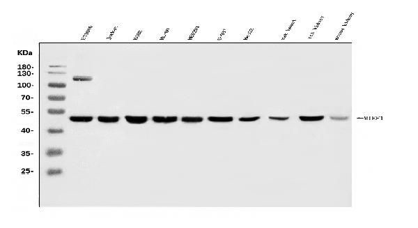 SMCR7L Antibody in Western Blot (WB)