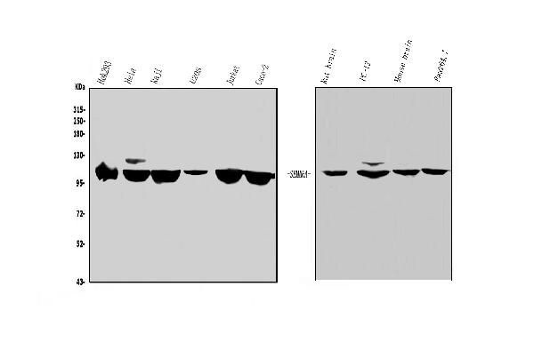 SEMA6A Antibody in Western Blot (WB)